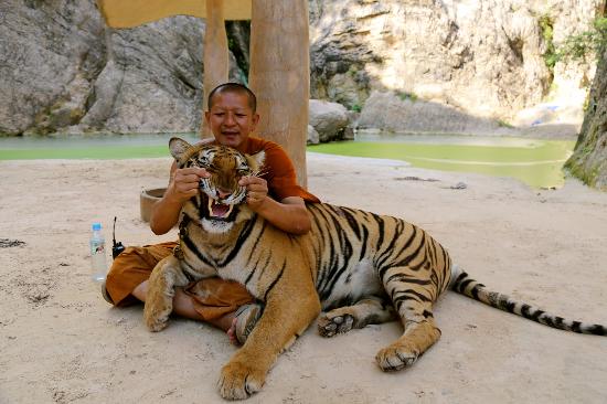 The temple gained an international reputation for allowing tourists to take selfies with the sedated animals.