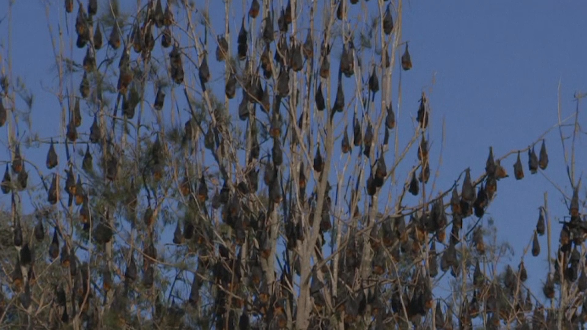Invasion of bats forces Australian town to issue state of emergency ...