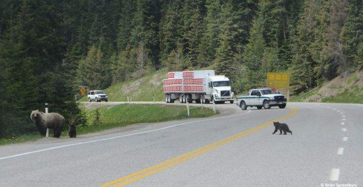 File (June 2014): black bears