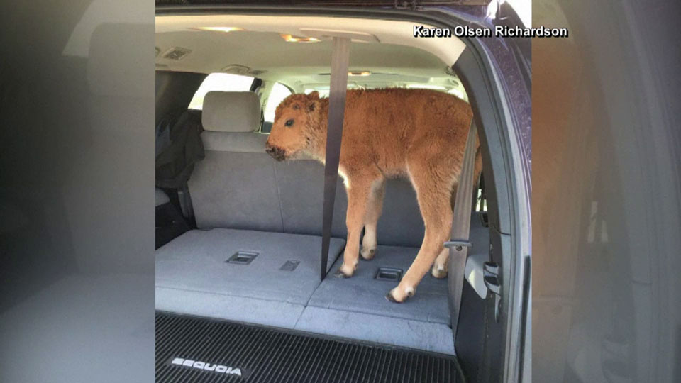 Tourists put a bison calf in the trunk of their car at Yellowstone National Park.