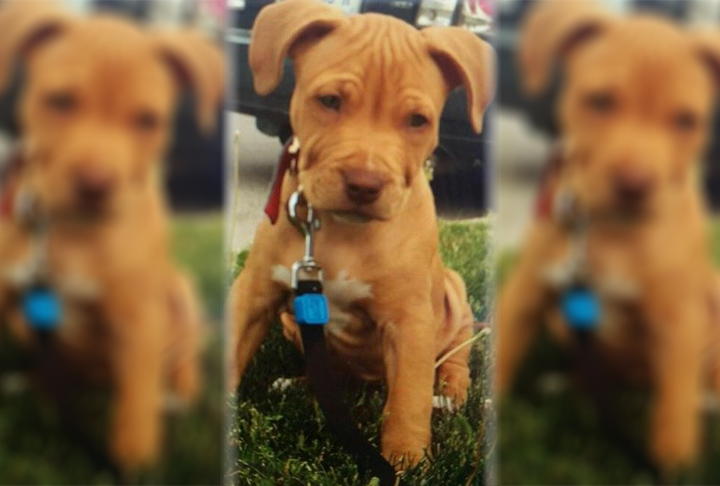 Police are searching for a suspect after an American bulldog puppy was stolen on May 30, 2016. 