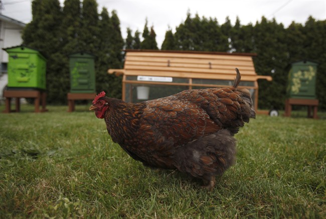 London, Ont., debate over backyard chicken pilot project scrambled at committee level - image