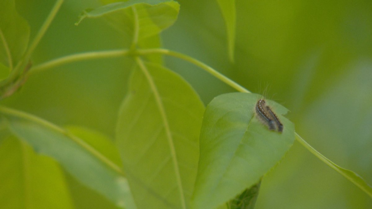The City of Regina launched its Cankerworm and Tent Caterpillar spray program.