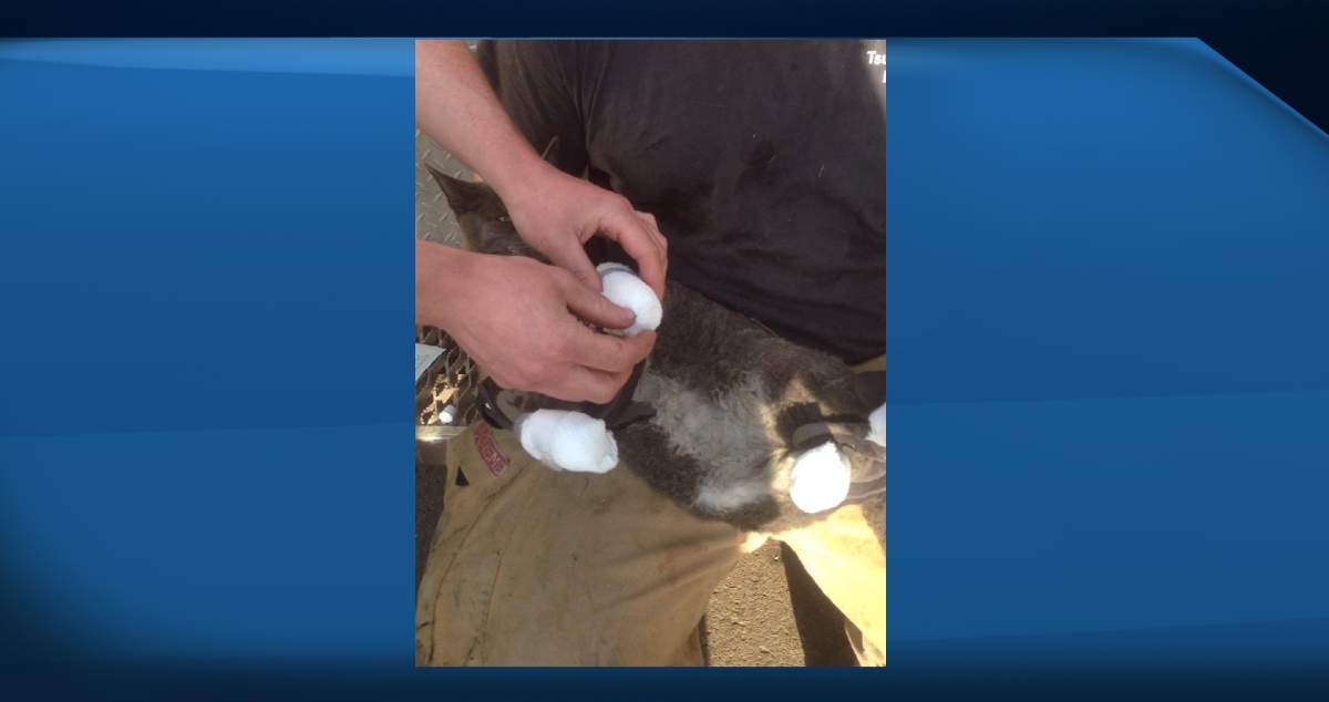 Tux the cat being bandaged up by firefighters after being found inside a stove at a burnt-out Fort McMurray home.