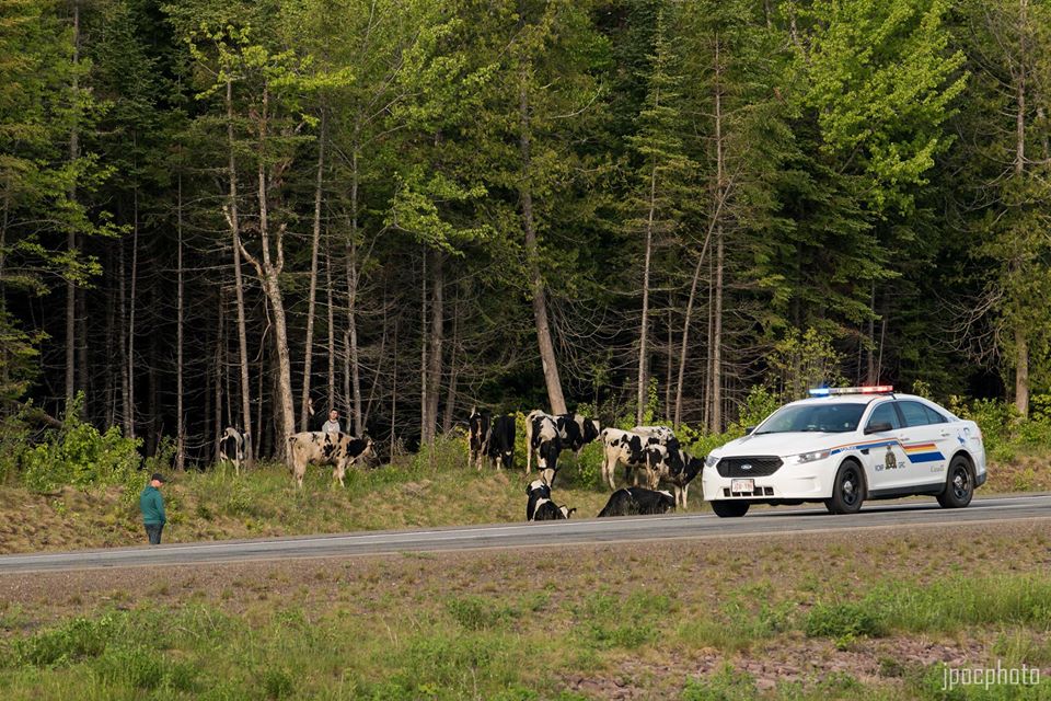 Cows are seen roaming on the side of the highway after their cattle carrier caught fire on Monday, May 30. 