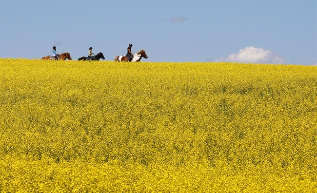 A woman and two young girls ride horses through a canola field near Cremona, Alta., July 16, 2013. 