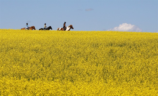 A woman and two young girls ride horses through a canola field near Cremona, Alta., July 16, 2013. 