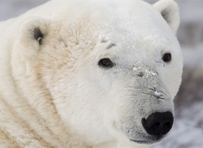 Record number of polar bear clashes in Churchill - image