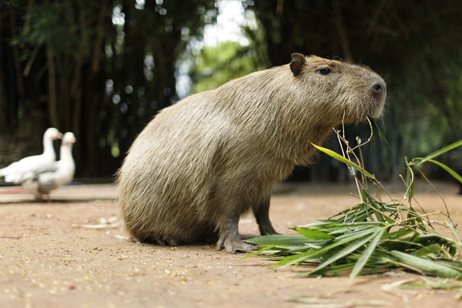 One of two missing capybaras that escaped a Toronto zoo.