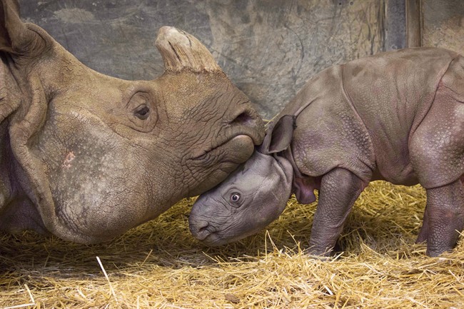 The Toronto Zoo's baby Indian rhino snuggles with its mother in a recent handout photo. The zoo says the public has voted and chosen the name Nandu for the zoo's Indian rhino calf. 