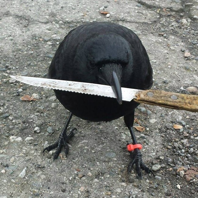 Canuck the Crow, pictured at a crime scene in East Vancouver.