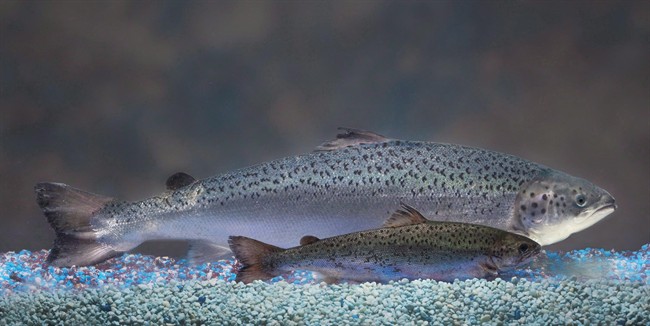This 2010 file handout photo provided by AquaBounty Technologies shows two same-age salmon, a genetically modified salmon, rear, and a non-genetically modified salmon, foreground. A genetically engineered salmon has been approved for sale for consumption by humans and livestock feed by Canadian food regulators.