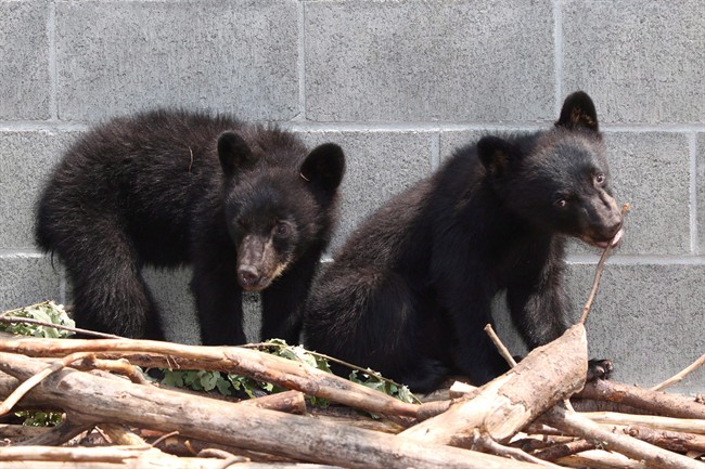 Black bear cubs Athena and Jordan look on from their enclosure at the North Island Wildlife Recovery Association in Errington, B.C., in a July 8, 2015, file photo. The bears, orphaned after their mother was shot after breaking into a Port Hardy home, are being released into the wild as early as mid-June. 