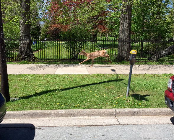A deer is seen frantically running down Spring Garden Road in Halifax on Wednesday, May 25.