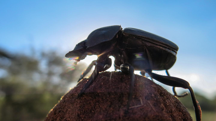 A dung beetle dancing on top of its ball while reading the sky.