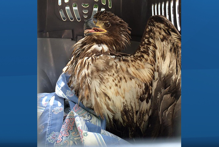 An eagle is recovering after being wrapped in fishing line. 