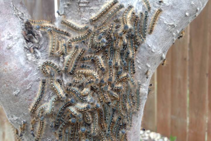 Forest Tent Caterpillar Infestation Taking Over Winnipeg Winnipeg Globalnews Ca