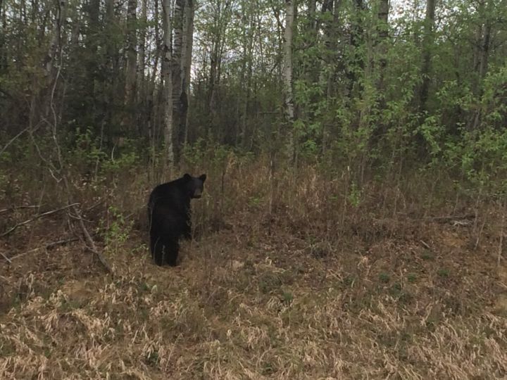 A black bear is seen off Highway 881 near Conklin, Alta. in May 2016.