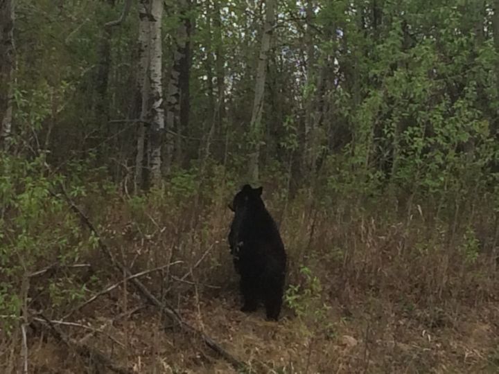 A black bear is seen just off Highway 881 near Conklin, Alta. in May 2016.