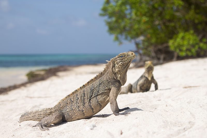 The Galápagos Islands is a province of Ecuador, lying about 1,000 km off its coast.