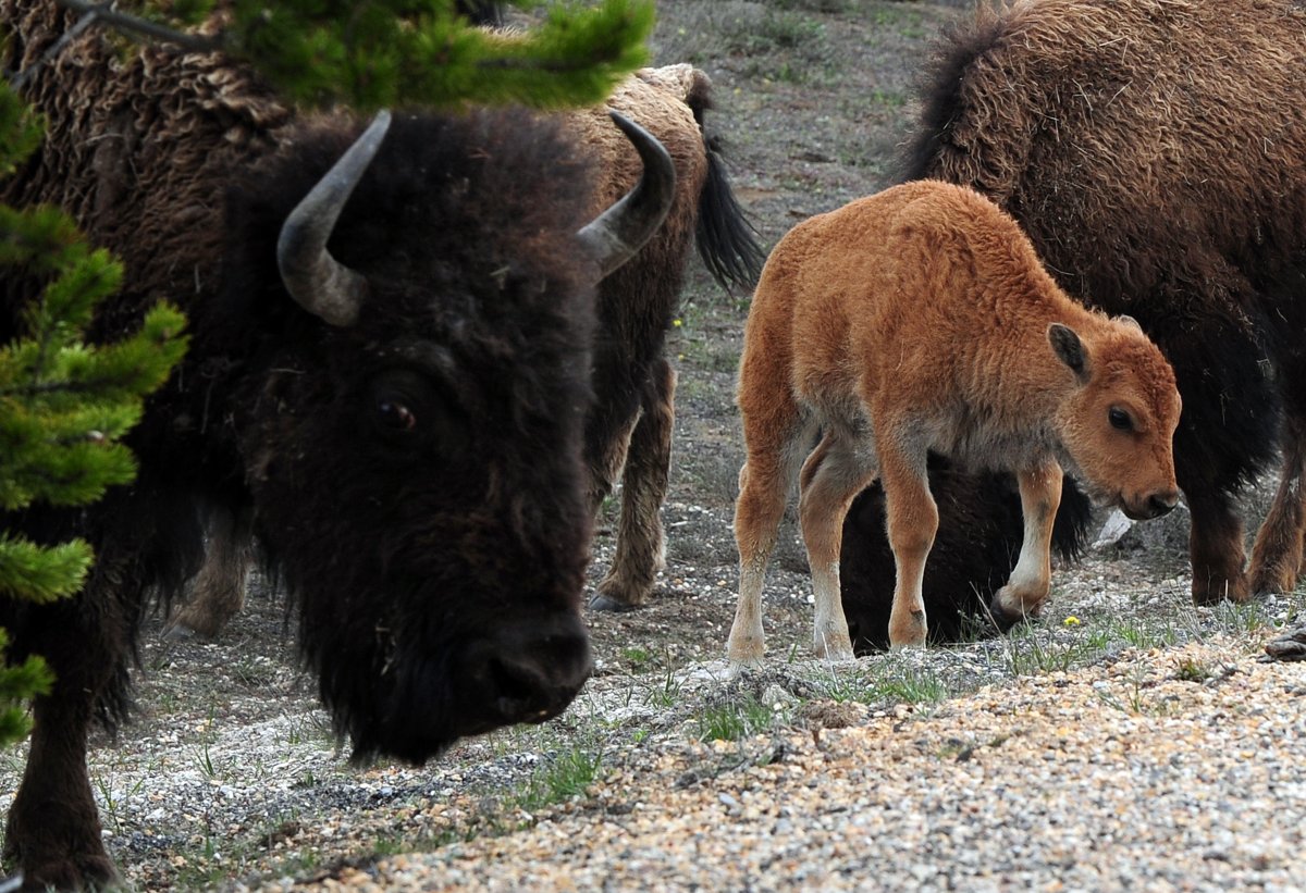 American Bison and their calves, forage for food at Yellowstone National Park, Wyoming on June 1, 2011.  
