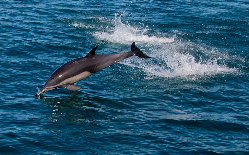 A dolphin leaps in the Cortes Sea in San Felipe, Baja California State, Mexico on March 18, 2016.