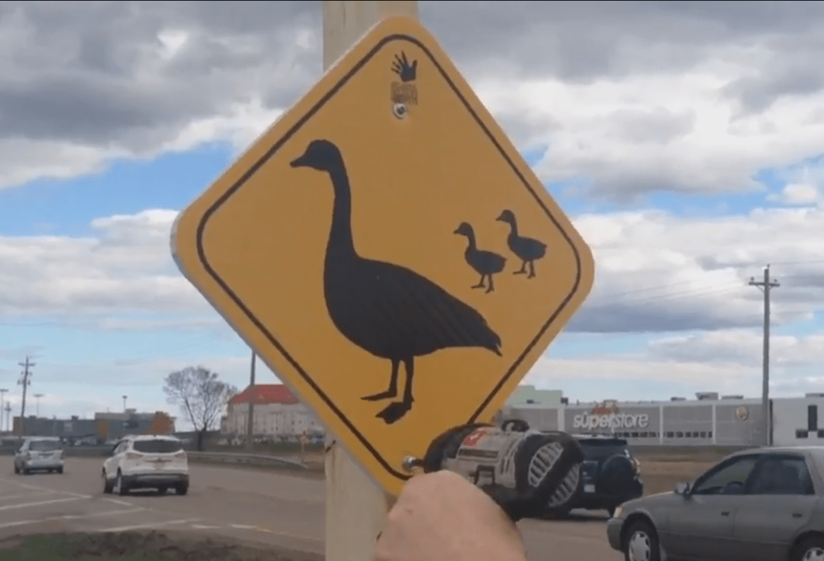 "Goose crossing" signs have been installed at the Dieppe traffic circle. 