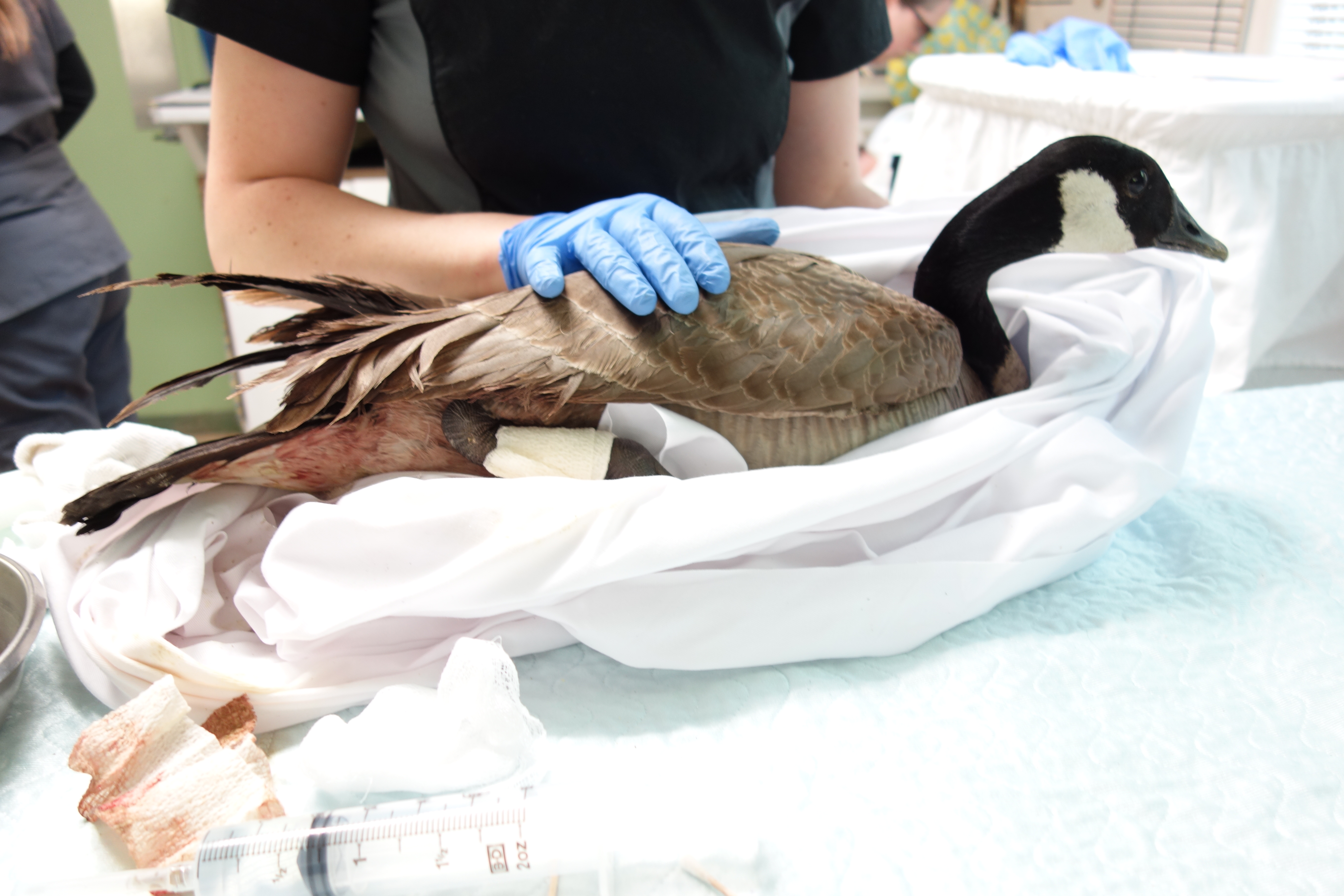 Canada goose hotsell animal trapping