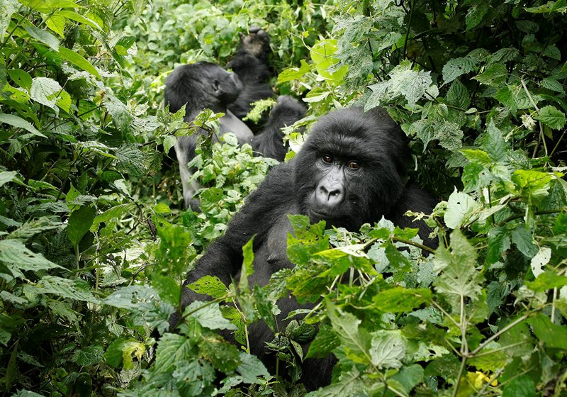 Two mountain gorilla are seen in the Virunga National Park, near the Uganda border in eastern Congo, Tuesday, Nov. 25, 2008.