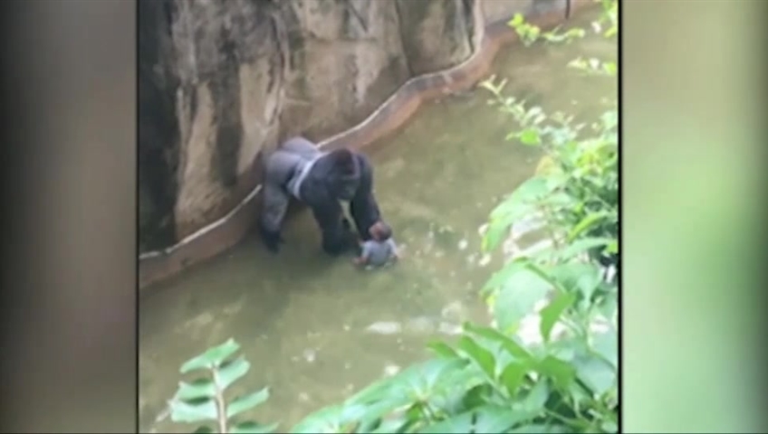 Police are investigating the parents of a young boy who fell into an enclosure with a gorilla at the Cincinnati Zoo. The gorilla was shot dead.