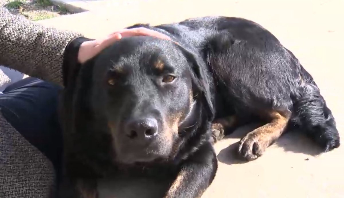 Kelowna SPCA honoured for dog adoption initiative - image