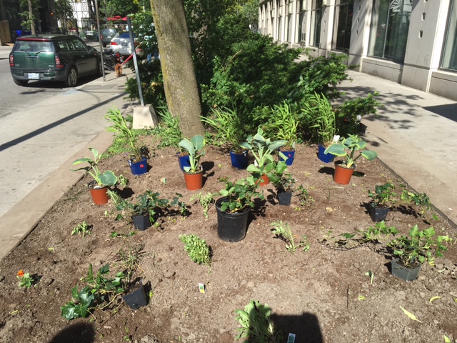 A provided photo of the replanted garden.