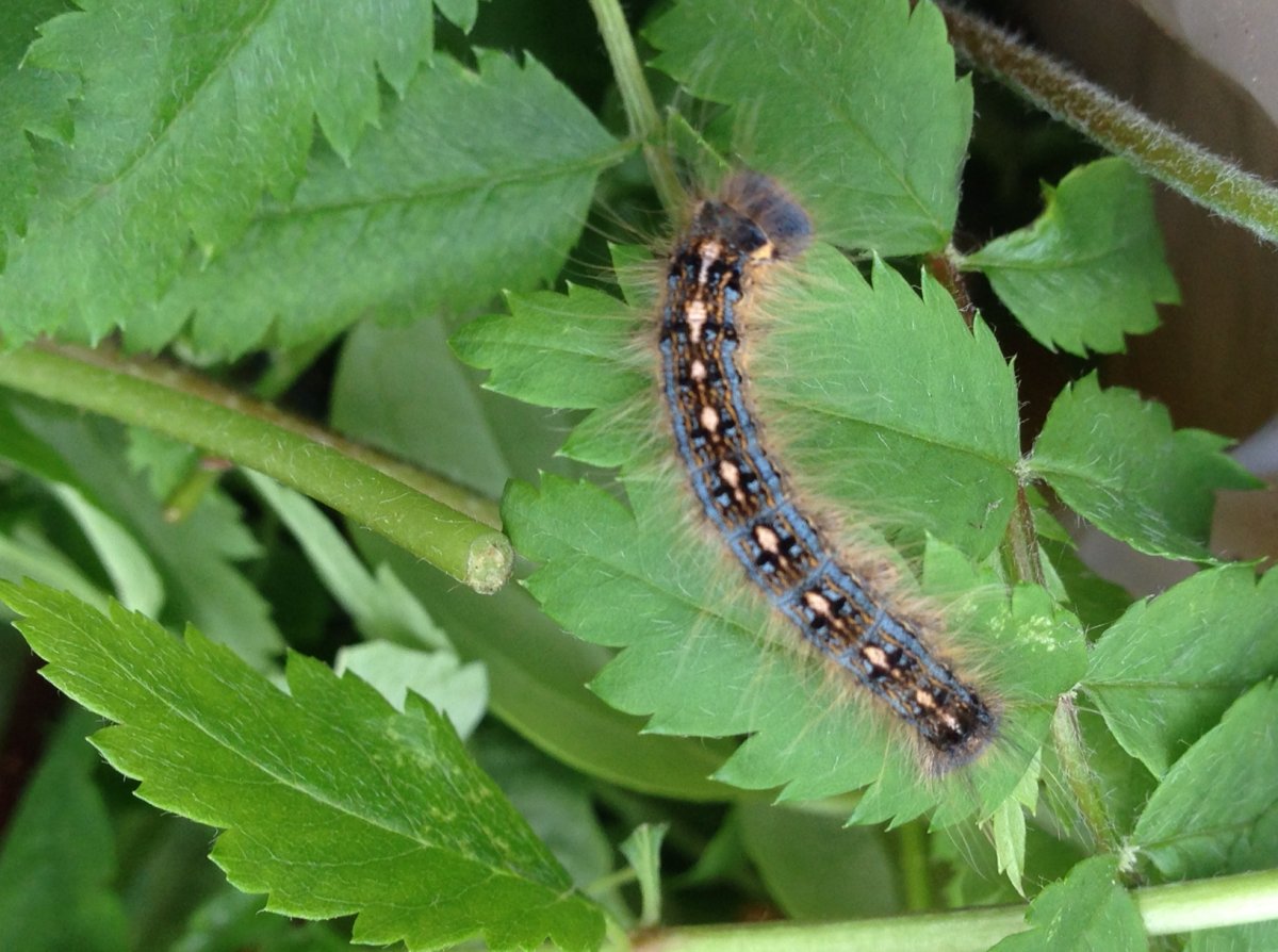 Forest tent caterpillars setting up camp in Winnipeg - Winnipeg ...