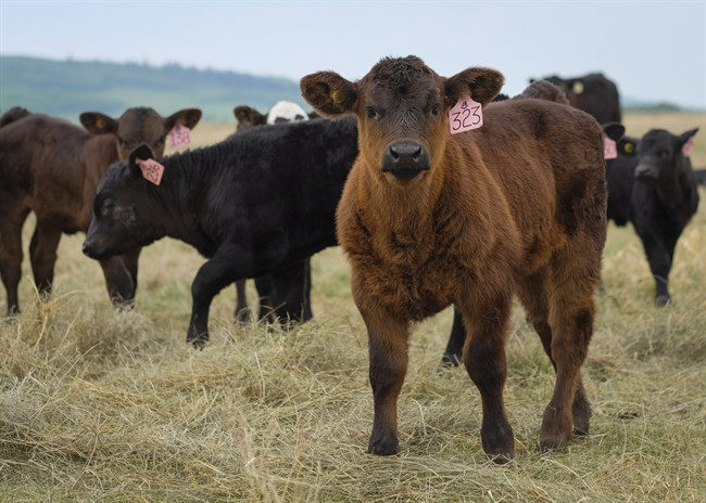 Calves are shown on the Grazed Right cattle ranch near Black Diamond, Alta., Friday, May 13, 2016.