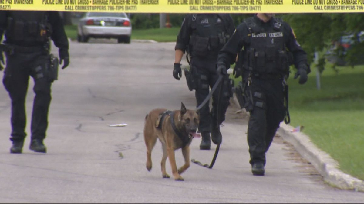 The Winnipeg Police Service K9 unit checking a crime scene.