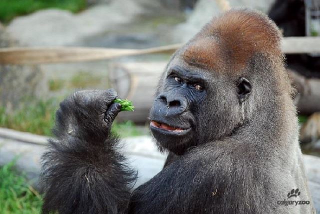 Kakinga passed away on Saturday, May 14, 2016 at the age of 37. 