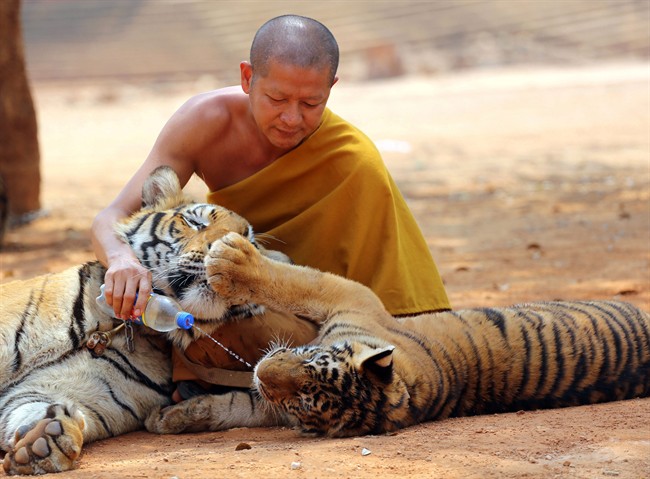 FILE - In this Feb, 12, 2015 file photo a Thai Buddhist monk gives water to a tiger from a bottle at the "Tiger Temple" in Saiyok district in Kanchanaburi province, west of Bangkok, Thailand. Wildlife officials have begun removing some of the 137 tigers held at the Buddhist temple after accusations that their caretakers were involved in illegal breeding and trafficking of the animals, as well as neglected them. Teunjai Noochdumrong, assistant deputy director of the Department of National Parks, said three tigers had been tranquilized and transported Monday, May 30, 2016, in an operation involving about 1,000 state personnel and expected to go on for a week.