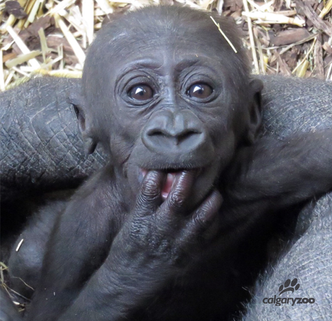 The Calgary Zoo's female baby gorilla has been named Kimani.