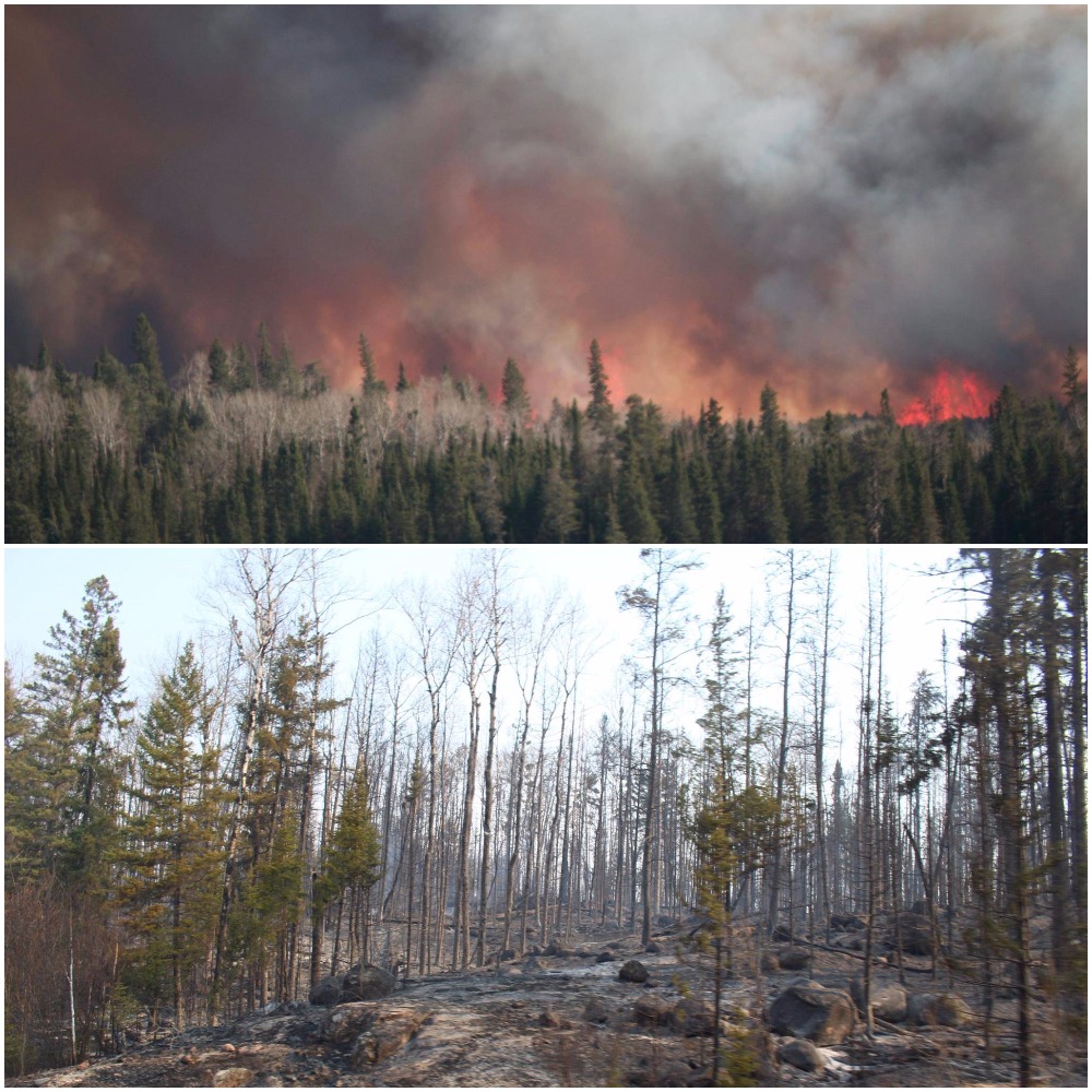 Wildfire tore through parts of the Mantario trail. 