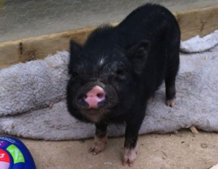 Marshall, a beer-drinking pig from Fort McMurray, was found alive and well after a massive wildfire ripped through the community.