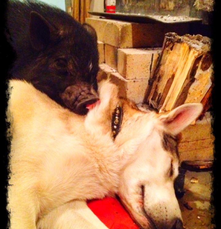 Marshall, a beer-drinking pig from Fort McMurray, was found alive and well after a massive wildfire ripped through the community.