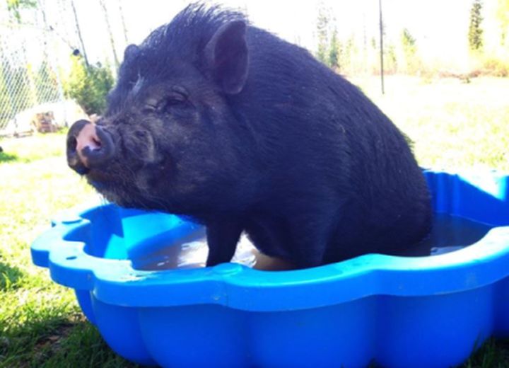 Marshall, a beer-drinking pig from Fort McMurray, was found alive and well after a massive wildfire ripped through the community.