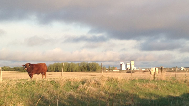 May 23: This Your Saskatchewan photo was taken by Susan Sagen of two bulls near Kenaston.