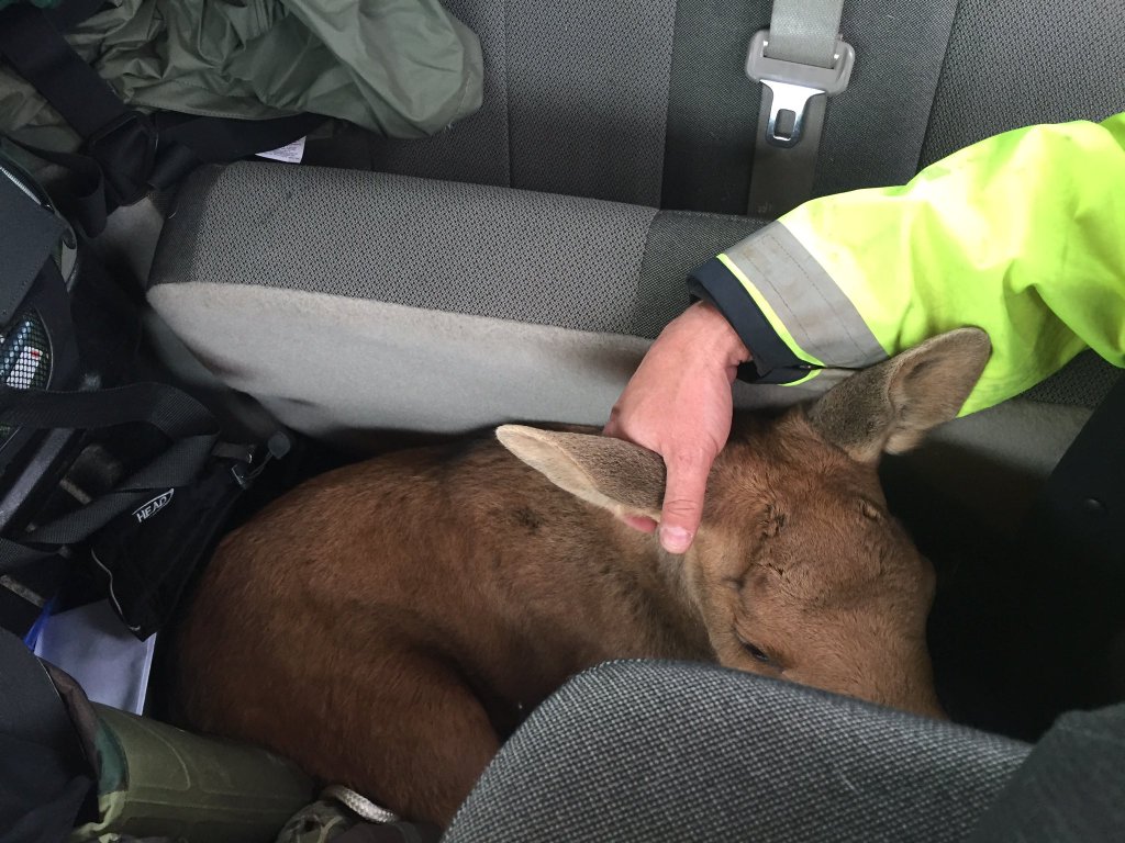 Photo posted on Twitter by the Royal Newfoundland Constabulary of a baby moose in their vehicle. 