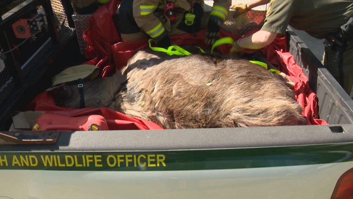 Police and firefighters help Fish and Wildlife officers load a sedated moose into a truck for transportation to a safe location. 
