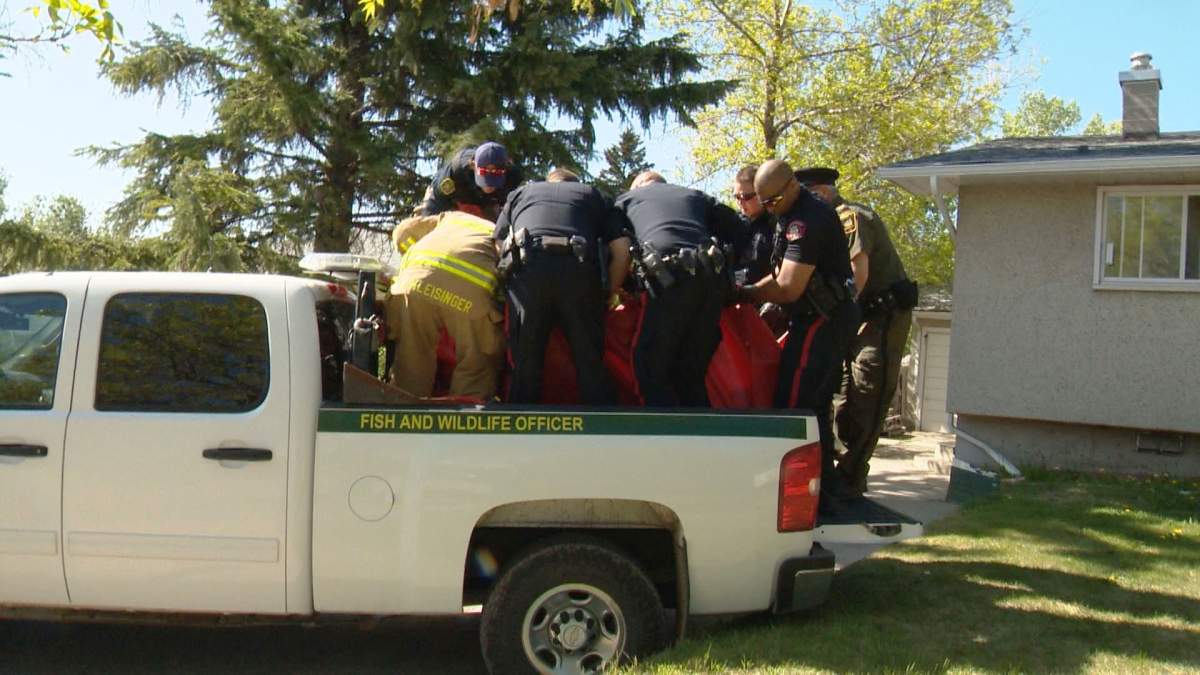 Police and firefighters help Fish and Wildlife officers load a sedated moose into a truck for transportation to a safe location.