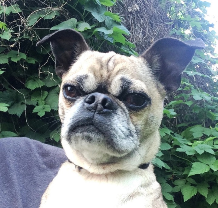 Ninja, the terrier-pug mix, was stolen from the Burnaby SPCA branch on May 24, 2016.
