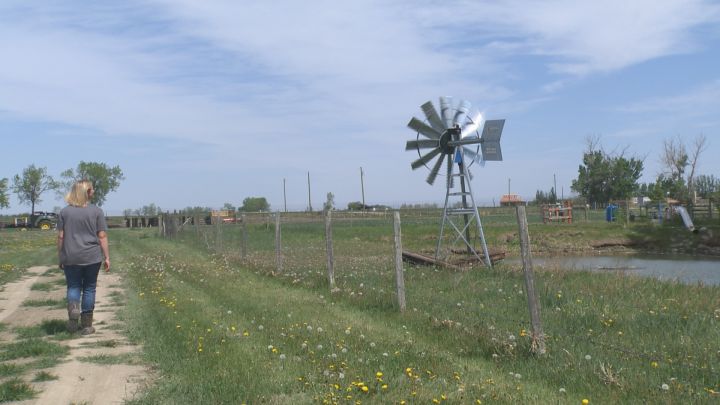 Jodie Van Nistlerooy surveys her crops at Fork in the Rowed Farms.