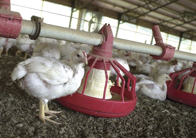In this file photo taken June 19, 2003, chickens gather around a feeder in a Tyson Foods Inc., poultry house near Farmington, Ark.