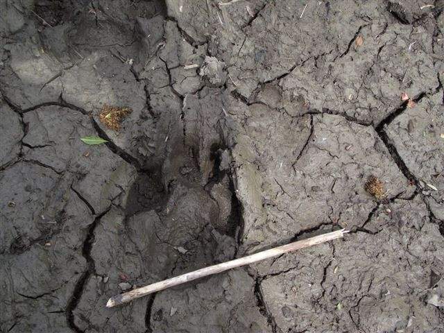 This paw print is larger than a pencil, and officials believe it could belong to a wolf.